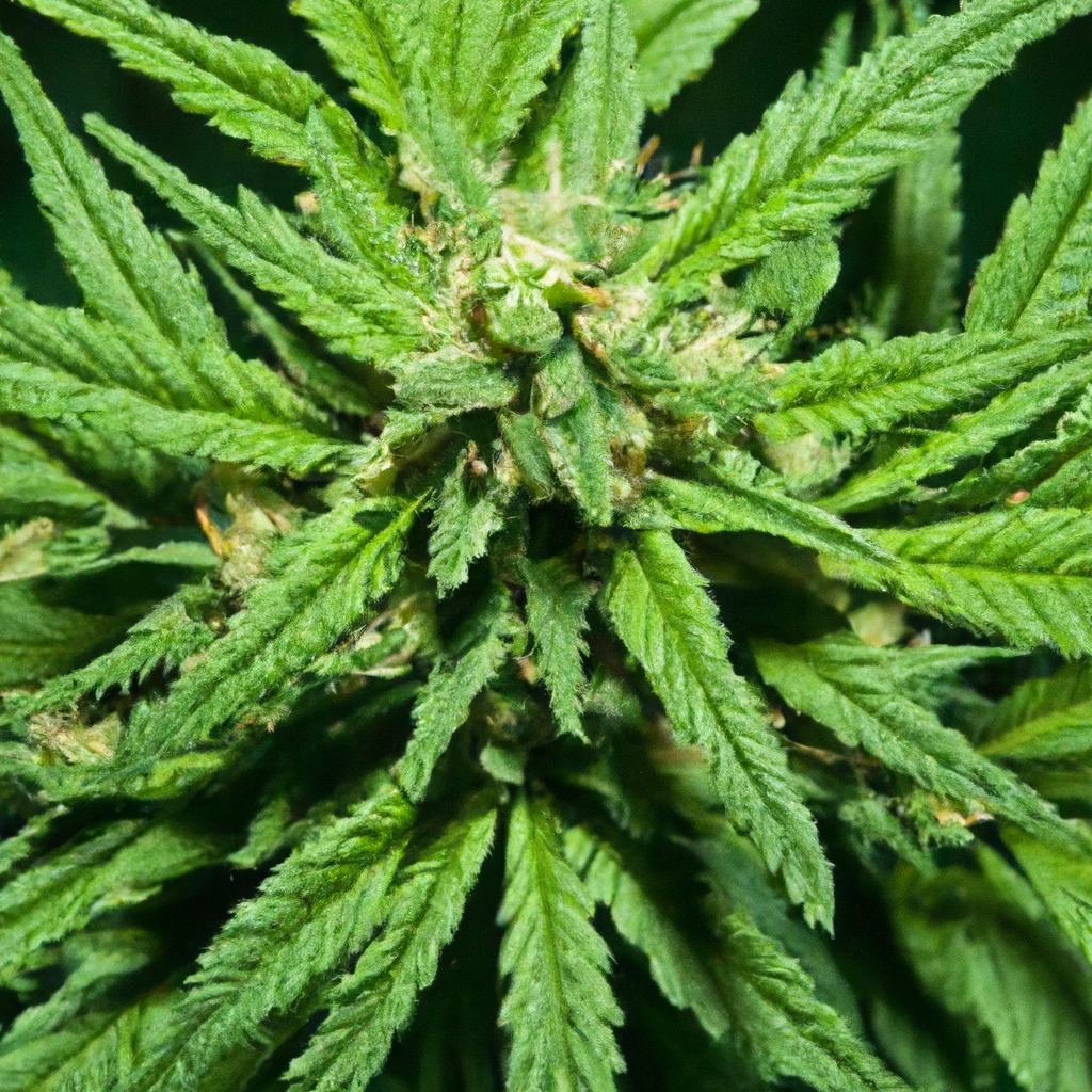 Understanding Cannabis Genetics: A Beginner’s Insight