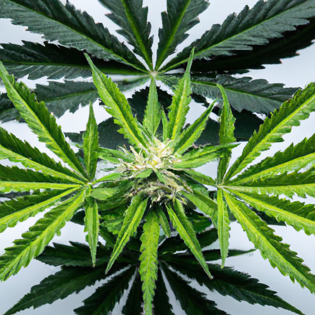 Understanding Cannabis Phenotypes: A Beginner’s Guide