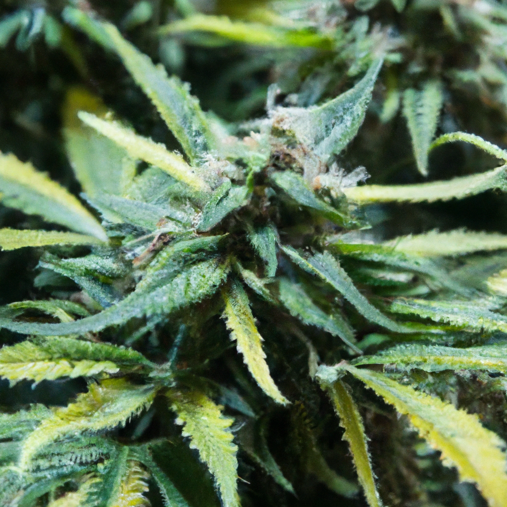 Unlocking Cannabis Harvest Timing: A Grower’s Guide